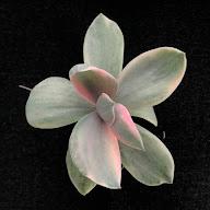Amazing Houseplants's YouTube profile picture