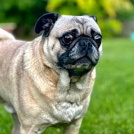 Magoo The Pug's YouTube profile picture