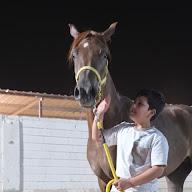 صهيل الخيل العربي 's YouTube profile picture