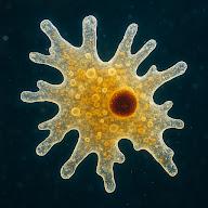 MicroscopeUA's YouTube profile picture
