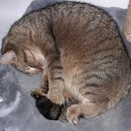 Mr Turbo Cat's YouTube profile picture