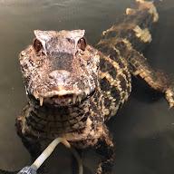 Gatorpool Gators's YouTube profile picture