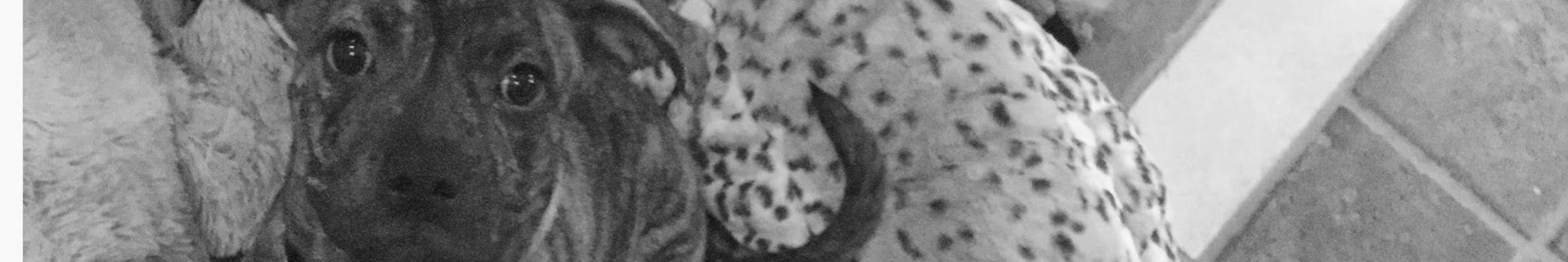 Creators Banner